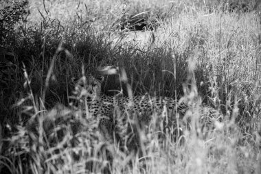 Afrika 'da güneşli bir günde yemyeşil bitki örtüsüne kusursuz bir şekilde karışan çita vahşi savanada doğanın sanatını sergiliyor.