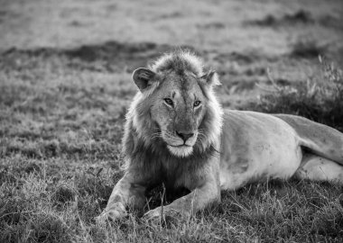 Afrika savanasının çimlerinde dinlenen görkemli aslan doğal ortamın ve çevrenin huzurunun tadını çıkarıyor.