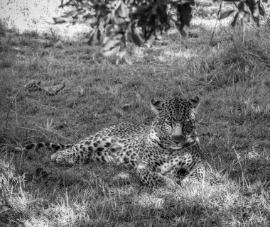 Görkemli leopar yemyeşil çimlerin üzerinde dinleniyor, geniş Afrika ovasında bir ağacın sunduğu serin gölgenin tadını çıkarıyor.