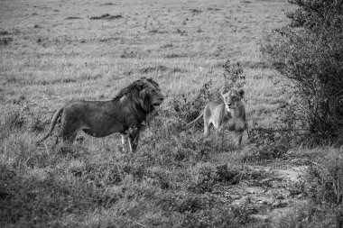 Afrika, Kenya 'nın yüksek çayırlarında görkemli bir şekilde duran iki aslan vahşi yaşamın gücünü ve güzelliğini somutlaştırıyor.