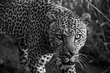 Afrika savanasında zarifçe yürüyen bir leoparın yakından görünüşü, yoğun bir bakışla kilitlenmiş gözler, somut güç ve güzellik.
