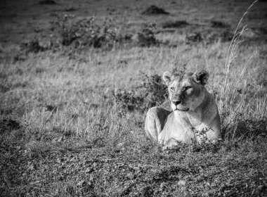 Afrika savanasının uzun otlarında huzur içinde dinlenen dişi aslan, Kenya 'daki safari sırasında huzurlu çevrenin tadını çıkarıyor.