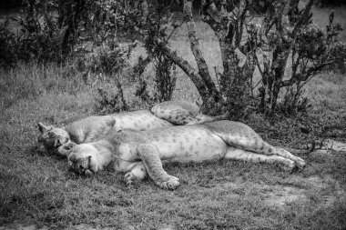 İki dişi aslan, bir ağacın gölgesinde huzur içinde uyuyor, sakin bir vahşi yaşam ortamında Afrika savanasının sükunetinin tadını çıkarıyorlar.