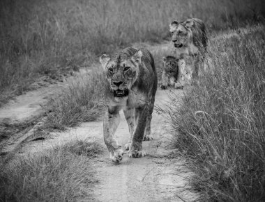 Dişi aslanlar ve yavruları uzun otlarla çevrili toprak bir yolda doğal Afrika habitatlarında yürüyorlar.