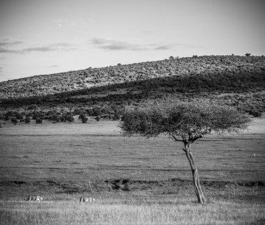 Gün batımında, Kenya, Afrika 'daki Maasai Mara Ulusal Rezervi' nin ovasında yürüyen iki çita.