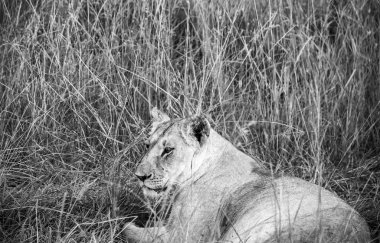 Afrika savanasının uzun otlarında dinlenen dişi aslan çarpıcı vahşi hayatın ortasında huzurlu bir anın tadını çıkarıyor.