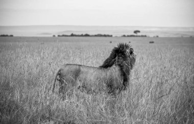 Kenya 'daki Masai Mara Ulusal Rezervi' nde uzun otların üzerinde duran görkemli aslan bir safari sırasında ufku gözlemliyor.