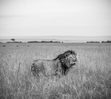 Siyah yeleli vahşi erkek aslan güneşli bir günde Afrika savanasının yüksek otlarında yürüyor.