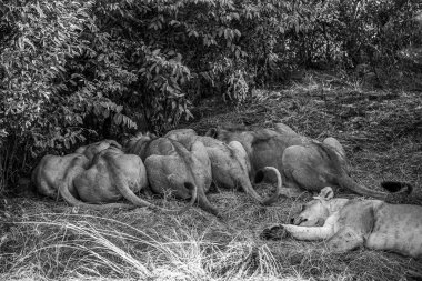 Bir grup aslan bir çalılığın serin gölgesinde dinleniyor, Afrika savanasının engin boşluğunda dinlendirici bir anın tadını çıkarıyorlar.