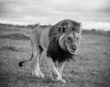 Kenya 'daki Masai Mara Ulusal Rezervi' nde günbatımında savanda yürüyen koyu renk yeleli görkemli bir aslan.