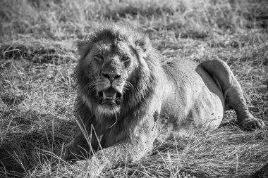 Afrika savanasının çimlerinde dinlenen güçlü erkek aslan heybetli bir varlık yayıyor ve görkemli bir güç sergiliyor.