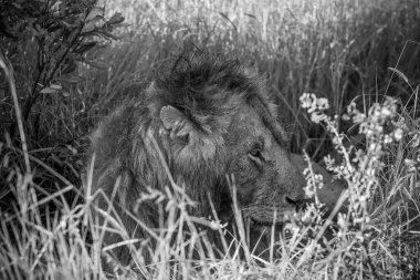 Afrika savanasının uzun otlarında saklanan görkemli aslan huzur ve sükunetin tadını çıkarıyor.