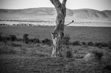 Masai Mara Ulusal Rezervi 'ndeki safari sırasında Afrika savanasındaki bir ağaçtan inen dişi aslan.