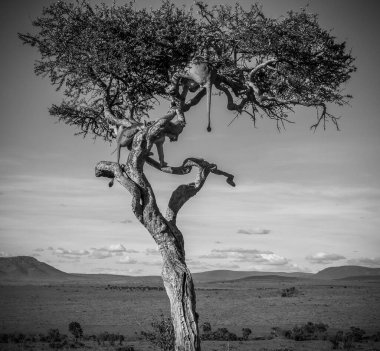 Aslan, Afrika savanasındaki bir ağaç dalında rahatça dinleniyor. Geniş açık otlaklar ve açık mavi gökyüzünün altındaki uzak dağlarla çevrili.