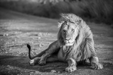 Altın güneş ışığı, Afrika 'nın vahşi doğasında toprak bir yolda dinlenen güçlü bir erkek aslanı aydınlatır.