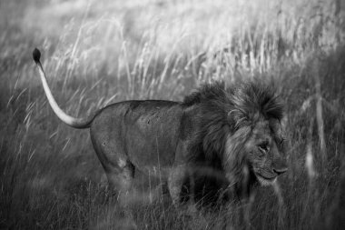 Afrika savanasında büyüleyici altın saat boyunca uzun otların arasında dolaşan erkek aslan doğadaki güç ve zarafeti somutlaştırıyor.