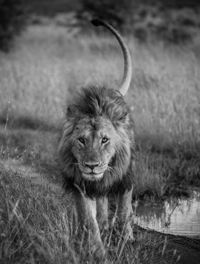 Kıvrık kuyruklu görkemli aslan Afrika savanasındaki bir su birikintisinin yakınındaki toprak yolda yaklaşıyor.