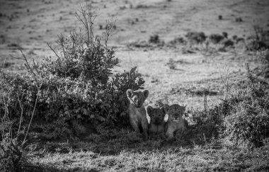 Üç sevimli aslan yavrusu Kenya, Afrika 'daki Masai Mara Ulusal Rezervi' nde bir çalılığın yanında dinleniyor.