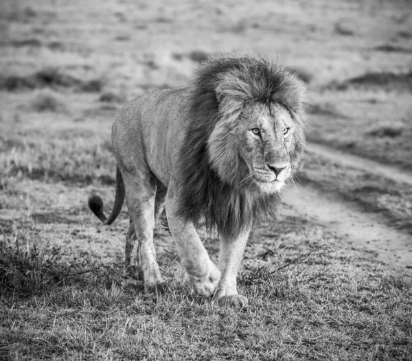 Görkemli yelesi olan görkemli bir aslan engin Afrika savanasında toprak bir yolda zarif bir şekilde yürüyor.