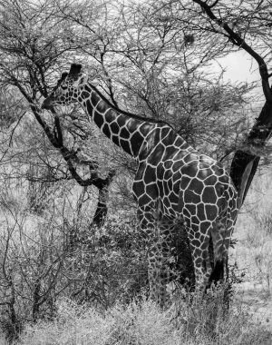 Kenya 'daki Samburu Ulusal Rezervi' nde, güneşli bir günde akasya ağacının altında gölge arayan zürafa.