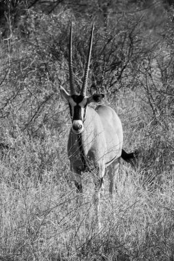 Afrika kurak mevsiminde kuru otların ve çalıların arasında dikilen uzun boynuzlu Doğu Afrika antilop ceylanı.