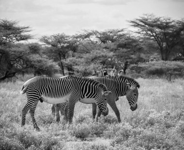 Nesli tükenmekte olan Grevy 'nin zebraları Afrika' nın geniş ovalarıyla çevrili doğal ortamlarında huzur içinde otluyorlar.