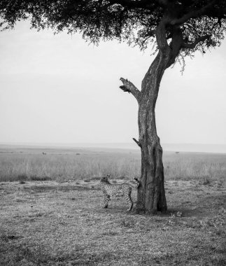 Afrika savanasındaki bir ağacın yakınındaki bölgeyi işaretleyen çita doğal ortamında gelişen vahşi yaşamı gözler önüne seriyor.