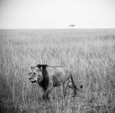 Afrika savanasının uzun otlarının arasında yürüyen görkemli erkek aslan Kenya 'daki bir safari macerasının vahşi ruhunu somutlaştırıyor.