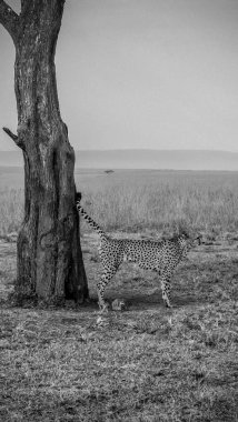 Afrika savanasındaki bir ağaca çita işeyerek bölgesini işaretliyor. Uzun otlar ve açık bir gökyüzü var.
