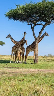 Savanadaki büyük bir akasya ağacının altında dinlenen zürafalar.
