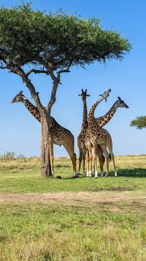 Afrika savanasındaki bir ağacın altında dinlenen zürafalar doğal ortamlarını gözlemliyorlardı.