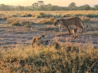 Dişi aslan, altın saat safarisi sırasında yavrularını Afrika 'daki doğal ortamlarında koruyor.
