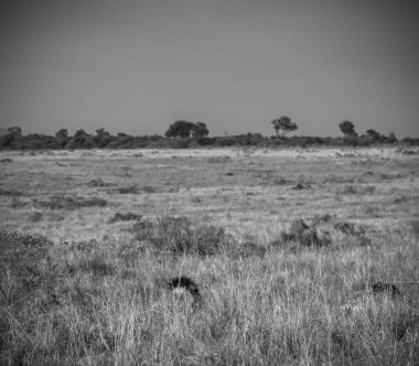 İki aslan, batan güneşin altın ışığıyla kamufle olmuş, Afrika savanının uzun otlarında dinleniyor.