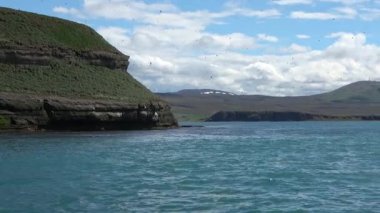 Binlerce Atlantik martısı güneşli bir günde İzlanda sahilindeki yeşil bir uçurumun etrafında uçuyor.