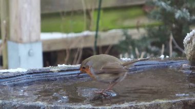 Avrupa bülbülü soğuk bir kış günü soğuk bir bahçede donmuş bir kuş banyosundan su içiyor