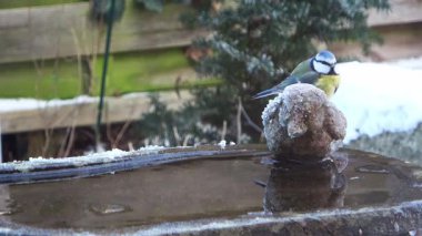 Eurasian blue tit perching on a frozen birdbath next to a suet ball in a snowy garden