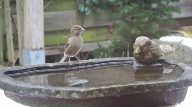 Küçük serçeler kış boyunca bahçe kuş banyosunda ferahlatıcı bir banyo yapıyorlar.