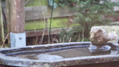 Bahçedeki taş bir kuş banyosunda tüylerini temizleyen bir çift küçük serçe.