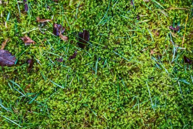 Yeşil yosun ve ot orman zemininde dokulu bir doğal arka plan deseni oluşturuyor.