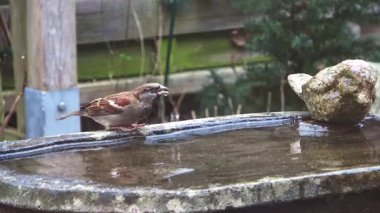 Küçük kahverengi serçe uçmadan önce soğuk bir günde kuş banyosundan su içer.