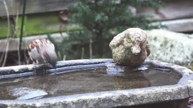 Küçük kahverengi serçe uçmadan önce soğuk bir günde kuş banyosundan su içer.