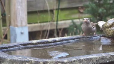Küçük kahverengi serçe uçmadan önce soğuk bir günde kuş banyosundan su içer.