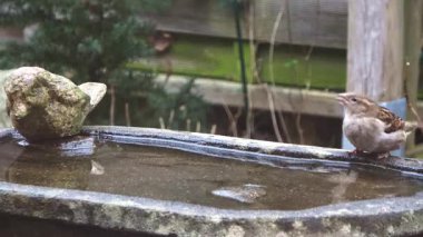 Küçük kahverengi serçe uçmadan önce soğuk bir günde kuş banyosundan su içer.