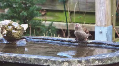 Küçük kahverengi serçe uçmadan önce soğuk bir günde kuş banyosundan su içer.