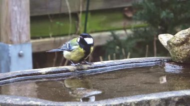 Küçük kahverengi serçe uçmadan önce soğuk bir günde kuş banyosundan su içer.