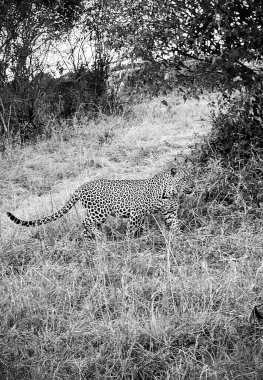 Leopar, doğal ortamında uzun otların arasında sinsice dolaşarak gündüz vakti Masai Mara 'nın güzelliğini gözler önüne seriyor.