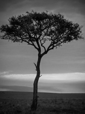 Afrika bozkırlarında renkli bir günbatımında yetişen akasya ağacı huzurlu ve canlandırıcı bir manzara yaratıyor.