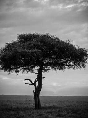 Masai Mara 'da güneşin doğuşuyla güzel bir manzara. Ön planda duran akasya ağacı ve pembe ve mor gökyüzü.