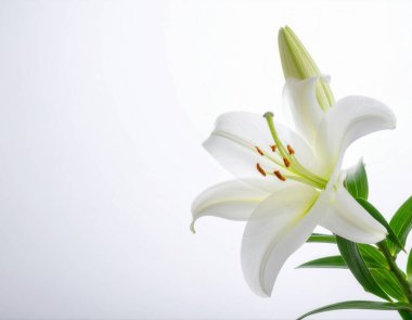 Taze yeşil bir sapı ve tomurcuklanan çiçeğiyle güzel açan beyaz zambak çiçeği saflık kavramları için mükemmeldir.