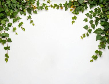 Yeşil yapraklar ve tırmanan sarmaşıklar, beyaz bir arkaplan üzerinde doğal bir sınır oluşturur.